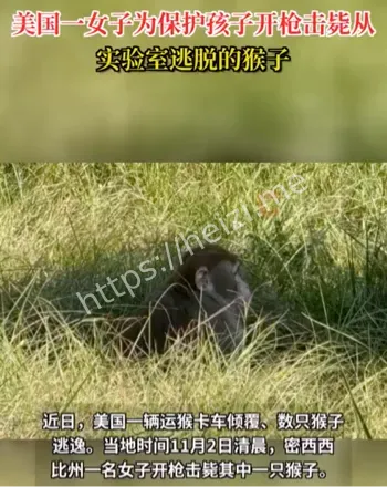 实验猴外逸事故
